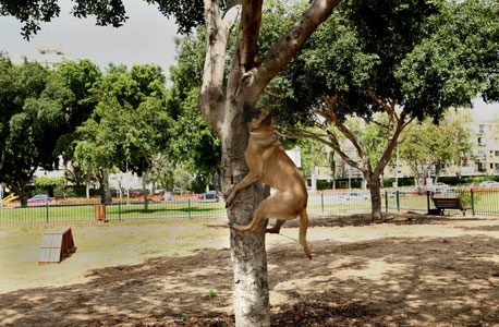 גינת כלבים בגן ליידי שרה, תל אביב, צילום: עמית שעל