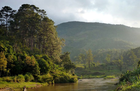 טהומאנו, פרו. כריתת העץ האדום מסכנת את יער הגשם