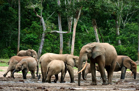 יער הגשם בקונגו. גם הפילים בסכנה