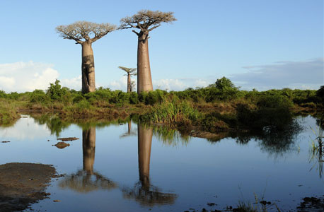 מדגסקר. האי הרביעי בגודלו בעולם נפרד מיערותיו, cc by Rita Willaert 