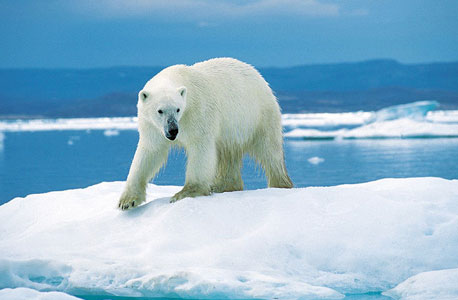 הקוטב הצפוני. ההערכה היא שאם ההתחממות הגלובלית תימשך באותו הקצב, הקרחונים ייעלמו תוך 40 שנה