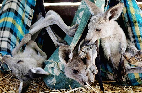 קנגורו בגן גורו בבית שאן קנגורו בגן גורו בבית שאן