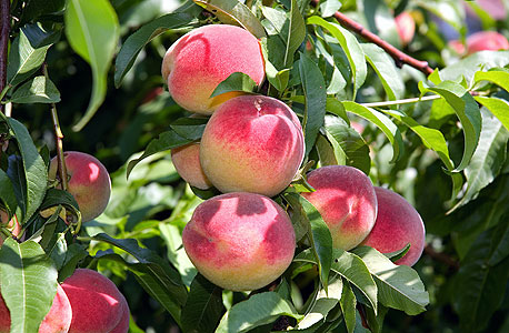 עץ האפרסק משקיע מאמצים ברורים בהגדלת השוני בין פרי לפרי , צילום: shutterstock