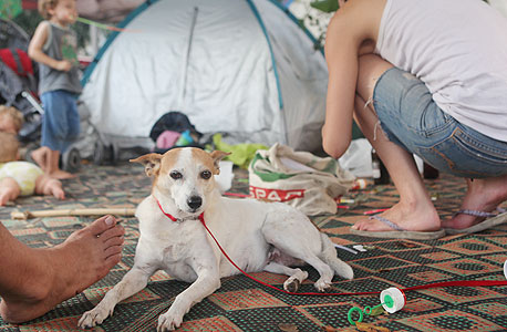 כלבים במאהל ברוטשילד, צילום: אוראל כהן