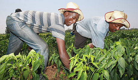מדשנים את התיק: המרוויחות מצמיחת החקלאות העולמית
