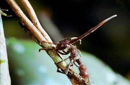 נבג הפטרייה מתיישב בראשה של הנמלה ושולח כימיקלים למוחה הזעיר. לאחר מכן הנמלה מתחילה לטפס על העץ הראשון הנקרה בדרכה, נועצת בקליפתו את צבתותיה, ומנסה להימלט עד שהיא נופחת את נשמתה. כעבור שבועיים פורצת מראשה פטריית הטומנטלה