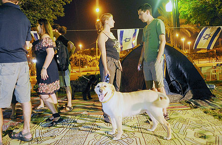 כלבים במאהל בבאר שבע, צילום: חיים הורנשטיין