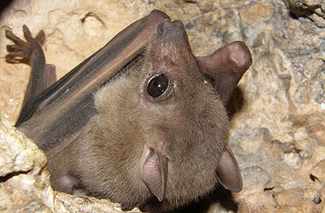 עטלף. 32 מינים המועילים לאדם, צילום: עזרא חדד