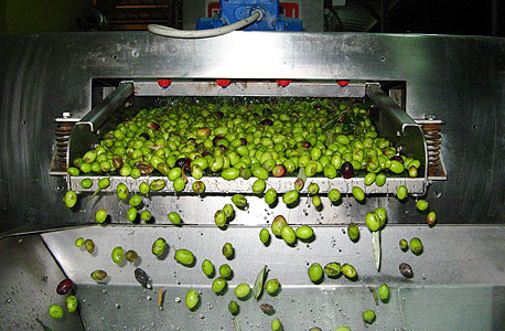 ימי ענףהזית. סדנאות כבישת זיתים וביקור בבתי בד ימי ענףהזית. סדנאות כבישת זיתים וביקור בבתי בד