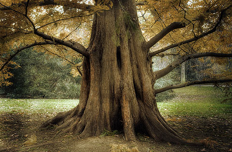 יש עצים עמידים במיוחד שיכולים - אם משחק להם מזלם - להמשיך ולצמוח במשך מאות ואף אלפי שנים
