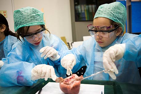 מנתחים לב חזיר בחוג לרפואה בגבעת אולגה. "חוג של שלוש שנים, מסלול של רופאים"