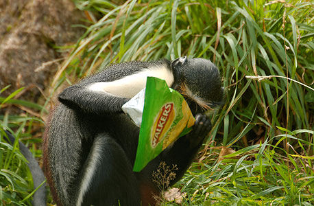 קוף בגן החיות של פייטון, צילום: CC by StuartWebste