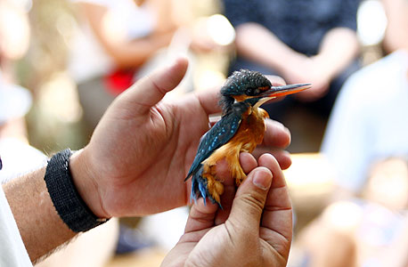 ציפורים בעיינות צוקים ציפורים בעיינות צוקים