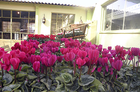 קיבוץ נתיב הל"ה קיבוץ נתיב הל"ה