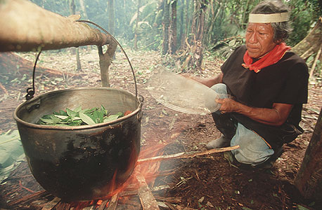 אינדיאני באמזונס מכין חליטת אייהואסקה. רק לאחרונה פג הפטנט, והשימוש של הילידים שב להיות חוקי