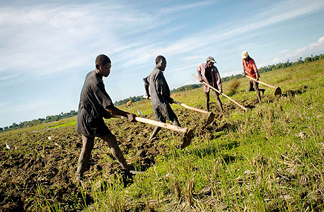 חקלאים בהאיטי. הקשיבו היטב לעמיתיהם המפגינים בהודו 