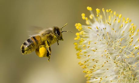 הצמח עשוי לפספס את הדבורים אם יפרח מוקדם מדי או מאוחר מדי, צילום: shutterstock