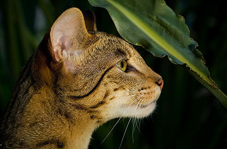אשרה. הכלאה בין חתול פרא לחתול בית, צילום:cc by AussieGold