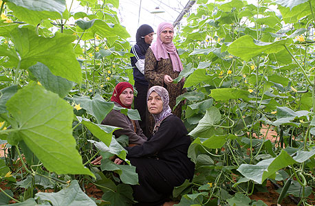 נשים ערביות עובדות בחממה ביישוב באקה אל ערבייה