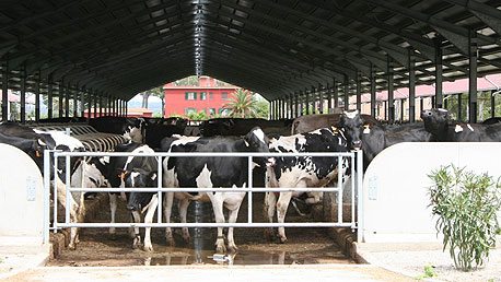פריצת דרך - מדענים ייצרו חלב פרה בתנאי מעבדה: &quot;בריא ומוסרי יותר&quot;