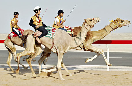 מירוץ גמלים, דובאי מירוץ גמלים, דובאי