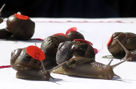 מירוץ חלזונות מירוץ חלזונות