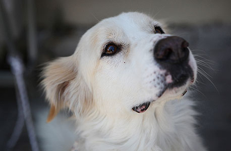 אליוט, גולדן בן חמש