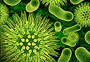 חיידקים, צילום: שאטרסטוק