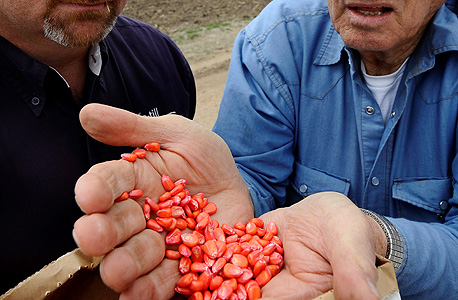 זרעים שיוצרו על ידי מונסנטו, צילום: בלומברג 