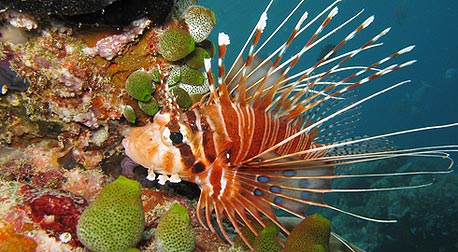 אתר צלילה. לא חייבים להסתכן בסיני