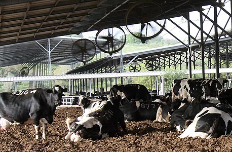 Dairy cows on a Kibbutz. Photo:Nadav Glickman