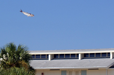 משליכים דגים. המטרה היא שהדג יחצה את הגבול לאלבמה