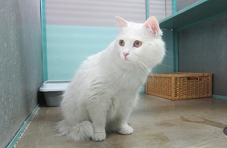 החתולה שלגייה