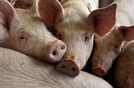 Pigs (illustration). Photo: Bloomberg