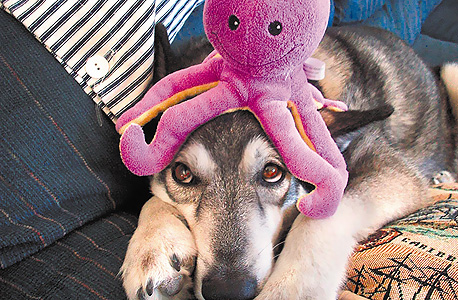 חיות ובובות חיות ובובות