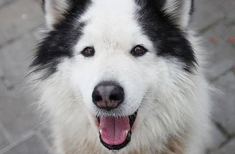 סימבה סימבה