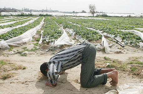 פועל בחממה של שדות תות בעזה בהפסקת תפילה (ארכיון)