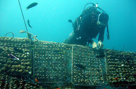 משתלת אלמוגים, צילום: יעל הורושובסקי פרידמן