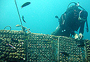 שונית אלמוגים (ארכיון), צילום: יעל הורושובסקי פרידמן