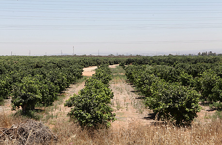 קרקע חקלאית, נווה שרת בתל אביב, צילום: אוראל כהן