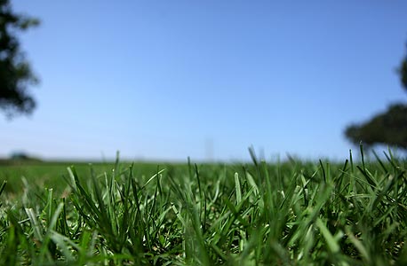 הדשא מפרגן: צמחים בעלי קרבה משפחתית, כגון עשבים בכר דשא, מרחיקים את שורשיהם זה מזה. צמחים אחרים מקרבים את שורשיהם בתחרות על משאבים