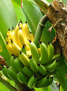 הבננה עוזרת: גז האתילן שמאיץ הבשלת פירות הוא למעשה מסר תקשורתי שגורם להפעלת מנגנוני ההבשלה בפרי, צילום: שאטרסטוק