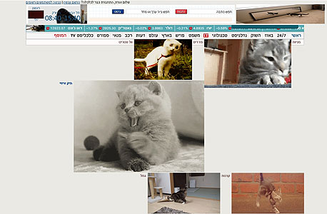 כן, גם אצלנו, צילום מסך: meowbify.com