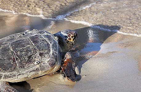 סרט טבע בחוף בית ינאי