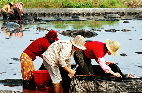 החקלאות הסינית ברובה עדיין מבוססת על עבודת כפיים, צילום: איי אף פי