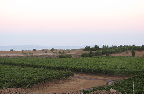 כרם מורדות אביטל ברמת הגולן. היין שהניב היה פחות עמוק בצבעו ודליל יותר על החך