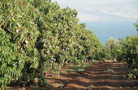 מטעי מנגו ליד הכנרת. כיום יש בישראל 17 אלף דונם עצי מנגו, שבהם כ־100 אלף עצים המניבים 40 אלף טונות פרי בשנה. קרוב למחציתם מיוצאים לחו"ל
