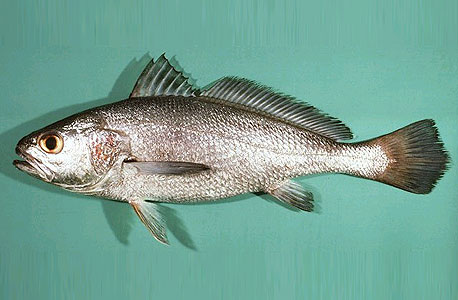 הדג יכול להגיע למשקל של 100 ק"ג
