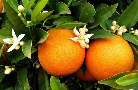 תפוזים, צילום: שאטרסטוק