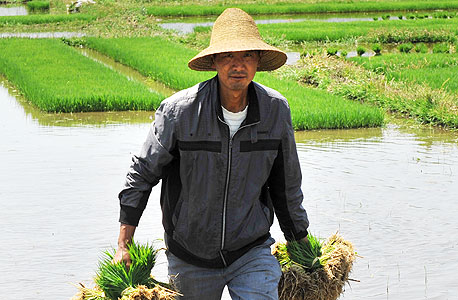 האיכר עם הכובע המחודד בשדה האורז כבר לא מייצג את המגמה הנוכחית 